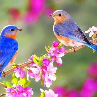 عکس-طبیعت-بهاری-پروفایل